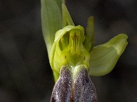 Ophrys fusca ssp fusca 51, Saxifraga-Willem van Kruijsbergen