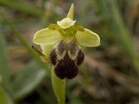 Ophrys fusca ssp fusca 61, Saxifraga-Willem van Kruijsbergen