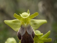 Ophrys fusca ssp fusca 64, Saxifraga-Willem van Kruijsbergen