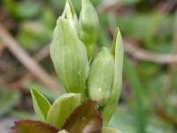 Ophrys garganica 2, Saxifraga-Rien Schot