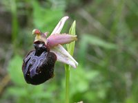 Ophrys garganica ssp sipontensis 8, Saxifraga-Rien Schot