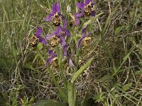 Ophrys heldreichii 6, Saxifraga-Willem van Kruijsbergen