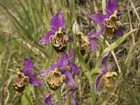 Ophrys heldreichii 7, Saxifraga-Willem van Kruijsbergen