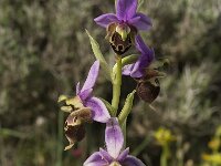 Ophrys heldreichii 8, Saxifraga-Willem van Kruijsbergen