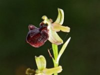 Ophrys herae 10, Saxifraga-Hans Dekker