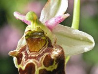 Ophrys holoserica 9, Saxifraga-Hans Dekker