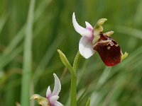 Ophrys holoserica ssp elatior 18, Saxifraga-Willem van Kruijsbergen