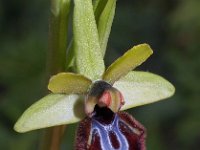 Ophrys incubacea 11, Saxifraga-Hans Dekker