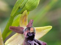 Ophrys incubacea 20, Saxifraga-Hans Dekker