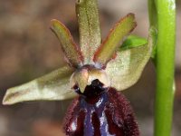 Ophrys incubacea 8, Saxifraga-Hans Dekker