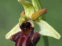 Ophrys incubacea var septentrionalis 17, Saxifraga-Hans Dekker