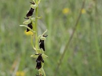 Ophrys insectifera 37, Vliegenorchis, Saxifraga-Willem van Kruijsbergen