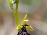 Ophrys insectifera 51, Vliegenorchis, Saxifraga-Hans Dekker