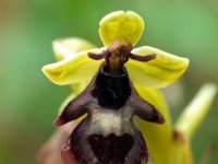 Ophrys insectifera 55, Vliegenorchis, Saxifraga-Hans Dekker