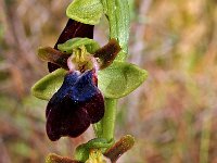 Ophrys iricolor 2, Saxifraga-Hans Dekker