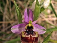 Ophrys linearis 2, Saxifraga-Hans Dekker