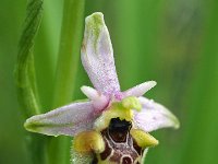 Ophrys lorenae 2, Saxifraga-Hans Dekker