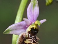 Ophrys lorenae 3, Saxifraga-Hans Dekker