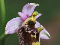 Ophrys lorenae 5, Saxifraga-Hans Dekker