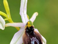 Ophrys lunulata 10, Saxifraga-Hans Dekker