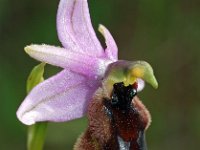 Ophrys lunulata 3, Saxifraga-Hans Dekker
