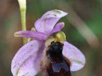 Ophrys lunulata 4, Saxifraga-Hans Dekker