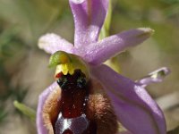 Ophrys lunulata 5, Saxifraga-Hans Dekker