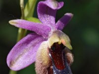 Ophrys lunulata 6, Saxifraga-Hans Dekker