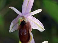 Ophrys lunulata 7, Saxifraga-Hans Dekker