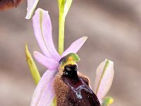 Ophrys lunulata 9, Saxifraga-Hans Dekker