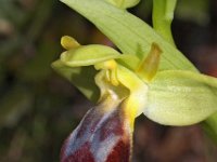 Ophrys lupercalis 10, Saxifraga-Hans Dekker