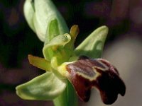 Ophrys lupercalis 2, Saxifraga-Hans Dekker