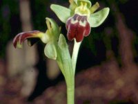 Ophrys lupercalis 3, Saxifraga-Hans Dekker