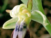 Ophrys lupercalis 4, Saxifraga-Hans Dekker