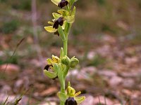 Ophrys lupercalis 5, Saxifraga-Hans Dekker