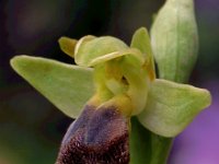 Ophrys lupercalis 6, Saxifraga-Hans Dekker