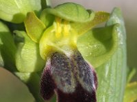 Ophrys lupercalis 8, Saxifraga-Hans Dekker