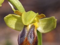 Ophrys lupercalis 9, Saxifraga-Hans Dekker