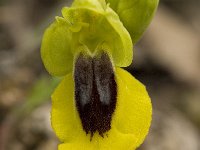 Ophrys lutea 38, Saxifraga-Willem van Kruijsbergen