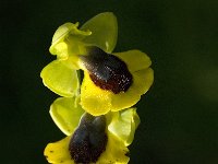 Ophrys lutea 45, Saxifraga-Jan van der Straaten