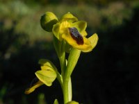 Ophrys lutea 81, Saxifraga-Ed Stikvoort