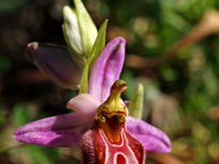 Ophrys lycia 2, Saxifraga-Hans Dekker