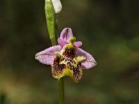 Ophrys lyciensis 5, Saxifraga-Hans Dekker
