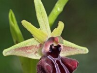 Ophrys mammosa 7, Saxifraga-Hans Dekker