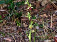 Ophrys massiliensis 4, Saxifraga-Hans Dekker