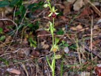 Ophrys massiliensis 4, Saxifraga-Hans Dekker