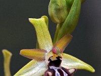Ophrys mini-incubacea