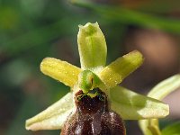 Ophrys minipassionis 13, Saxifraga-Hans Dekker
