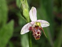 Ophrys minuscula