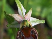 Ophrys morisii 2, Saxifraga-Hans Dekker